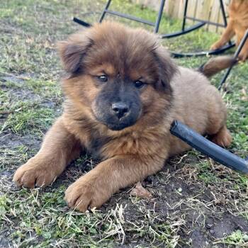 Chow Chow Dogs Available for Adoption - Goose | PetCurious