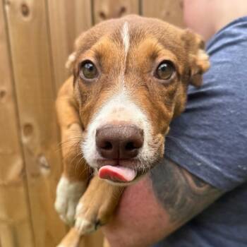 Mixed Breed Dogs Available for Adoption in Fredericksburg, Virginia - Strawberry Letter | PetCurious