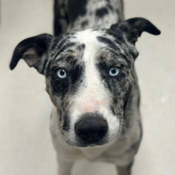 Catahoula Leopard Dog and Terrier Dogs Available for Adoption - Starfire | PetCurious