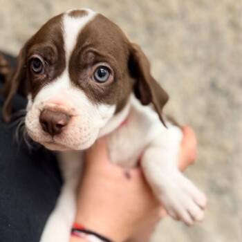 Beagle and Mixed Breed Dogs Available for Adoption in Columbus, Georgia - Miranda | PetCurious