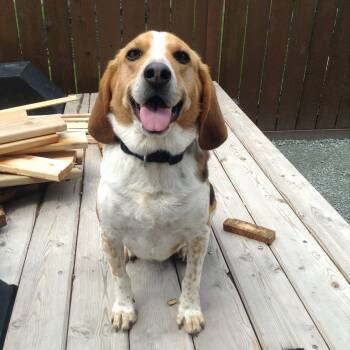 Benji -  Beagle Dog for Adoption in Kent, Washington - Benji | PetCurious