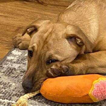 Summer -  Mixed Breed Dog for Adoption in Redwood Valley, California - Summer | PetCurious