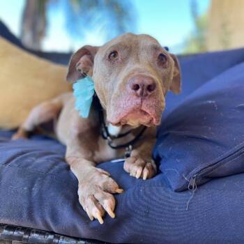 Rescue Pit Bull Terrier Dogs for Adoption in Ramona, California - Boba | PetCurious