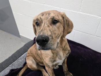 Plott Hound and Great Dane Dogs Available for Adoption - MALCOM | PetCurious