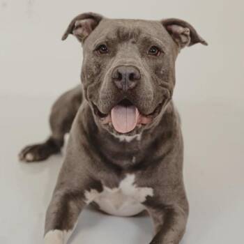 American Staffordshire Terrier Dogs Available for Adoption - Travis | PetCurious
