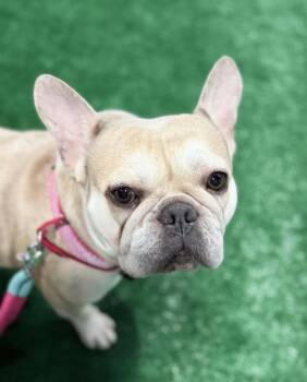 French Bulldog Dogs Available for Adoption - Ava | PetCurious