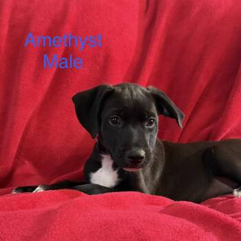 Amethyst -  German Shepherd Dog and Husky Dog for Adoption - Amethyst | PetCurious