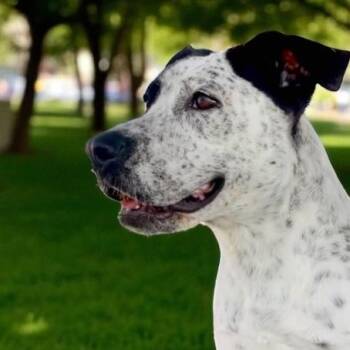 Rescue German Shorthaired Pointer and Mixed Breed Dogs for Adoption in Tunica, Mississippi - Lucy | PetCurious