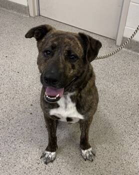 Rescue Shepherd and Mixed Breed Dogs for Adoption in Fishers, Indiana - Bronson | PetCurious