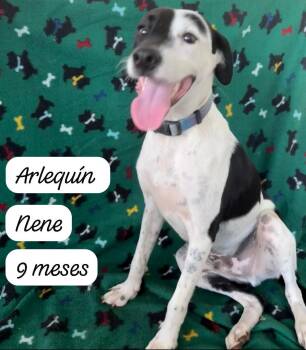 Parson Russell Terrier Dogs Available for Adoption - Harliquin | PetCurious