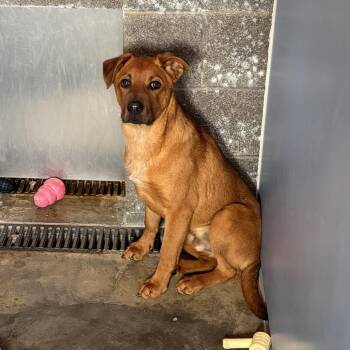 Mixed Breed Dogs Available for Adoption - Adrius | PetCurious