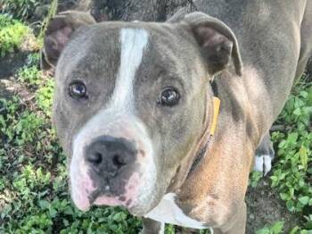 Mixed Breed Dogs Available for Adoption in Georgetown, Texas - Booker | PetCurious