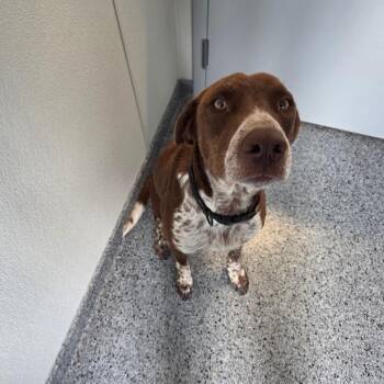 Remington -  Pointer and Labrador Retriever Dog for Adoption in North Battleford, Saskatchewan - Remington | PetCurious
