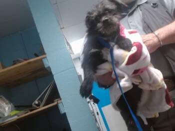 Border Terrier and Mixed Breed Dogs Available for Adoption - BRUNO | PetCurious