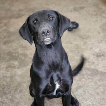 Steve -  Black Labrador Retriever Dog for Adoption - Steve | PetCurious