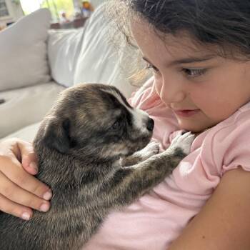 Husky Dogs Available for Adoption in Oceanside, California - Sable | PetCurious