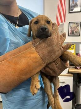 Tiki Punch -  German Shepherd Dog and Mixed Breed Dog for Adoption in Fresno, California - Tiki Punch | PetCurious