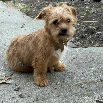Cairn Terrier Dogs Available for Adoption in Blacksburg, Virginia - Fripp | PetCurious