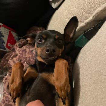 Honey -  Doberman Pinscher Dog for Adoption in Pasadena, California - Honey | PetCurious