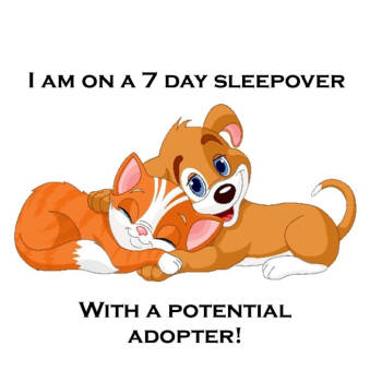 Rescue Boxer and Labrador Retriever Dogs for Adoption in Lebanon, Tennessee - Colossus D25-195 | PetCurious