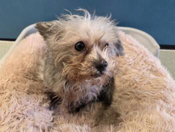 Yorkshire Terrier Dogs Available for Adoption in San Clemente, California - TEDDY | PetCurious