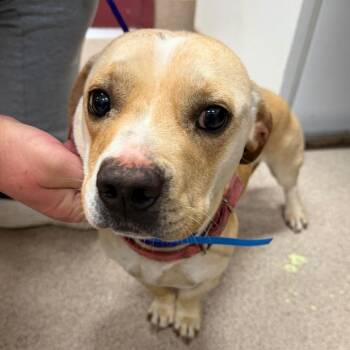 JoJo -  Basset Hound and Pit Bull Terrier Dog for Adoption in Ardmore, Oklahoma - JoJo | PetCurious