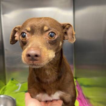 Chihuahua Dogs Available for Adoption in Chico, California - BROWNIE | PetCurious