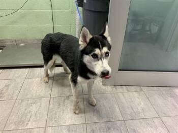 KRISTEN -  Siberian Husky and Mixed Breed Dog for Adoption in Grand Prairie, Texas - KRISTEN | PetCurious