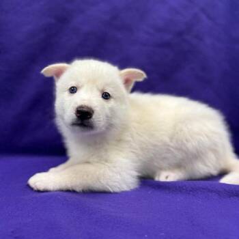 Husky and Pomeranian Dogs Available for Adoption in Wadena, Minnesota - Arthur | PetCurious