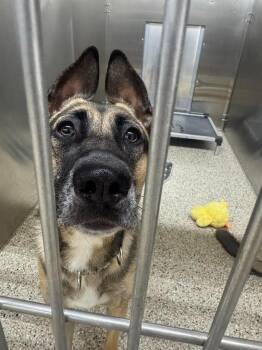 Nahla -  German Shepherd Dog Dog for Adoption in Glenfield, New York - Nahla | PetCurious