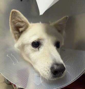 SNOW WHITE -  Husky Dog for Adoption in Riverside, California - SNOW WHITE | PetCurious