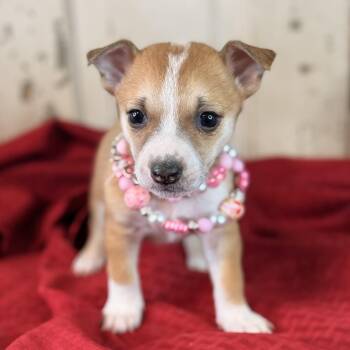 Pixie -  Corgi and Jack Russell Terrier Dog for Adoption in Atlanta, Texas - Pixie | PetCurious