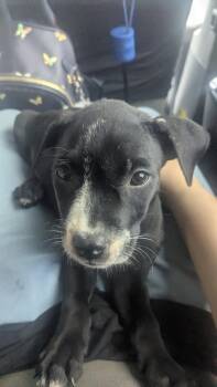 Tisha -  Labrador Retriever Dog for Adoption in The Woodlands, Texas - Tisha | PetCurious