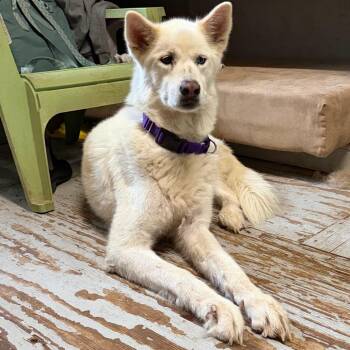 Husky Dogs Available for Adoption in Kyle, Texas - SHAMWOW | PetCurious
