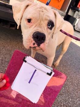 Argentina -  Mixed Breed Dog for Adoption in Cincinnati, Ohio - Argentina | PetCurious
