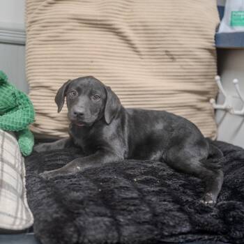 Georgia -  Labrador Retriever and Mixed Breed Dog for Adoption in Pawling, New York - Georgia | PetCurious