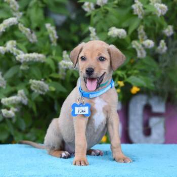 Turn -  Labrador Retriever and Terrier Dog for Adoption in Wake Forest, North Carolina - Turn | PetCurious