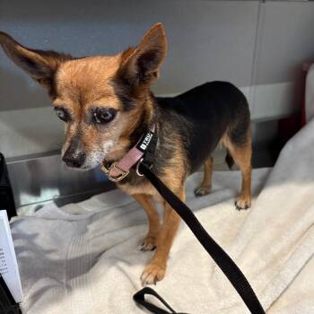 IVHS-Stray-140016 -  Chihuahua Dog for Adoption in San Gabriel, California - IVHS-Stray-140016 | PetCurious