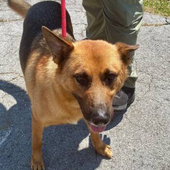 Vext -  German Shepherd Dog Dog for Adoption in Chattanooga, Tennessee - Vext | PetCurious