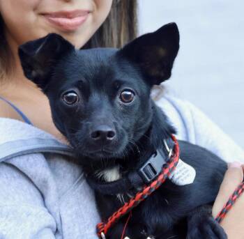 Rescue Chiweenie Dogs for Adoption in Rockville, Maryland - Carrie | PetCurious