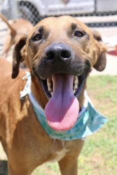 Rescue Mixed Breed Dogs for Adoption in Balch Springs, Texas - Samson | PetCurious