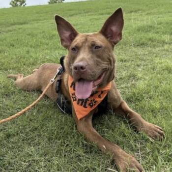 Truman - loves cats -  Pit Bull Terrier and Mixed Breed Dog for Adoption in Olive Branch, Mississippi - Truman - Loves Cats | PetCurious