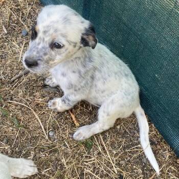 Cattle Dog and Australian Cattle Dog Blue Heeler Dogs Available for Adoption in Escondido, California - Primrose | PetCurious