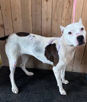 Staffordshire Bull Terrier Dogs Available for Adoption in Missouri City, Texas - Pumpkin | PetCurious