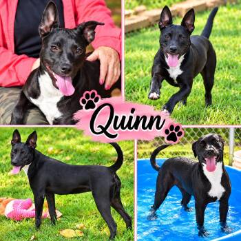 Quinn -  Labrador Retriever Dog for Adoption in Wedowee, Alabama - Quinn | PetCurious