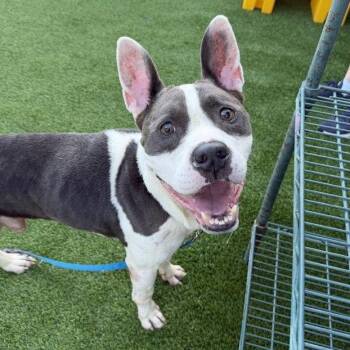 Blue Gillard -  American Staffordshire Terrier Dog for Adoption in Savannah, Georgia - Blue Gillard | PetCurious