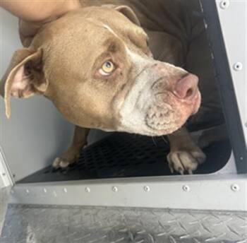 Rescue Mixed Breed Dogs for Adoption in Palmetto, Florida - A132540 | PetCurious