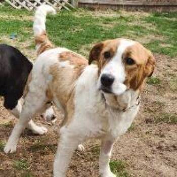 Hound Dogs Available for Adoption in Monticello, New York - Quincy | PetCurious