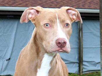 Rescue Pit Bull Terrier Dogs for Adoption in Euclid, Ohio - Abby | PetCurious