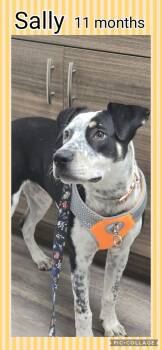 Rescue Cattle Dog and Australian Shepherd Dogs for Adoption in Wildomar, California - Sally | PetCurious